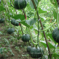 Round black  hybrid pumpkin seeds